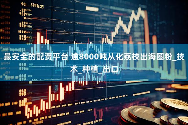 最安全的配资平台 逾8000吨从化荔枝出海圈粉_技术_种植_出口